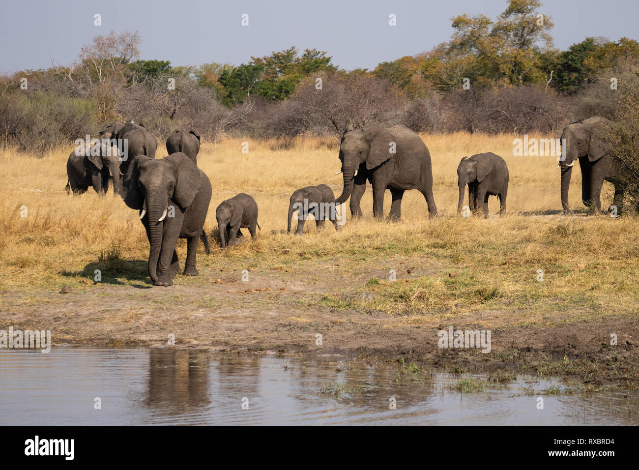 Una manada de elefantes que beben de un pozo en el Parque Nacional de Hwange, Zimbabwe Foto de stock