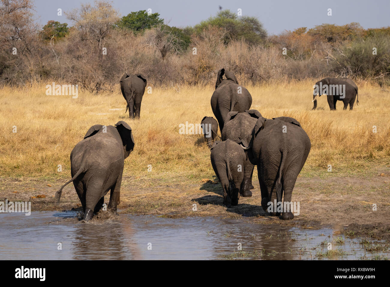 Una manada de elefantes caminando lejos de una chabagua en el Parque Nacional de Hwange, Zimbabwe Foto de stock