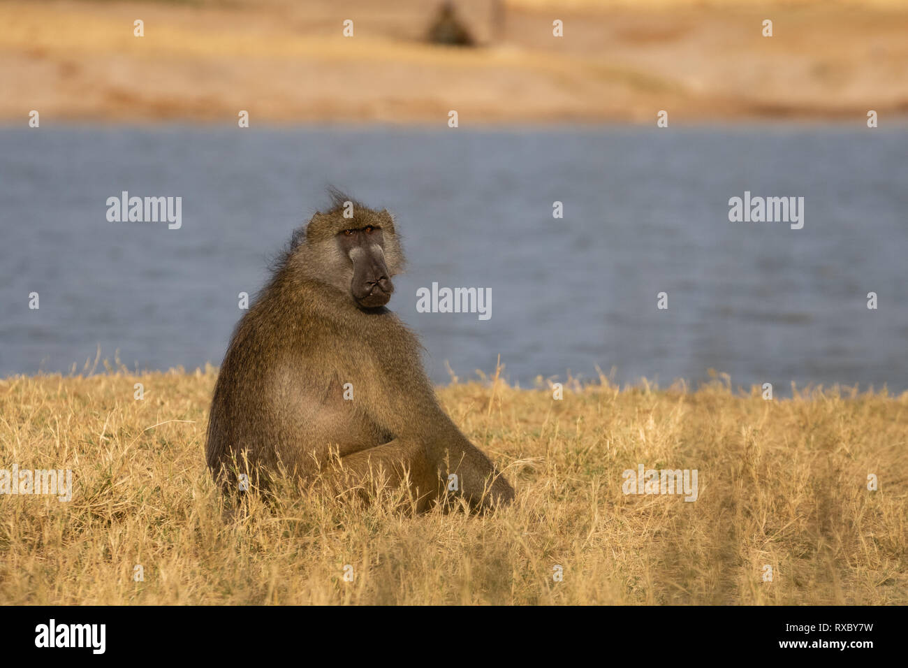 El Parque Nacional de Hwange, Zimbabwe Foto de stock