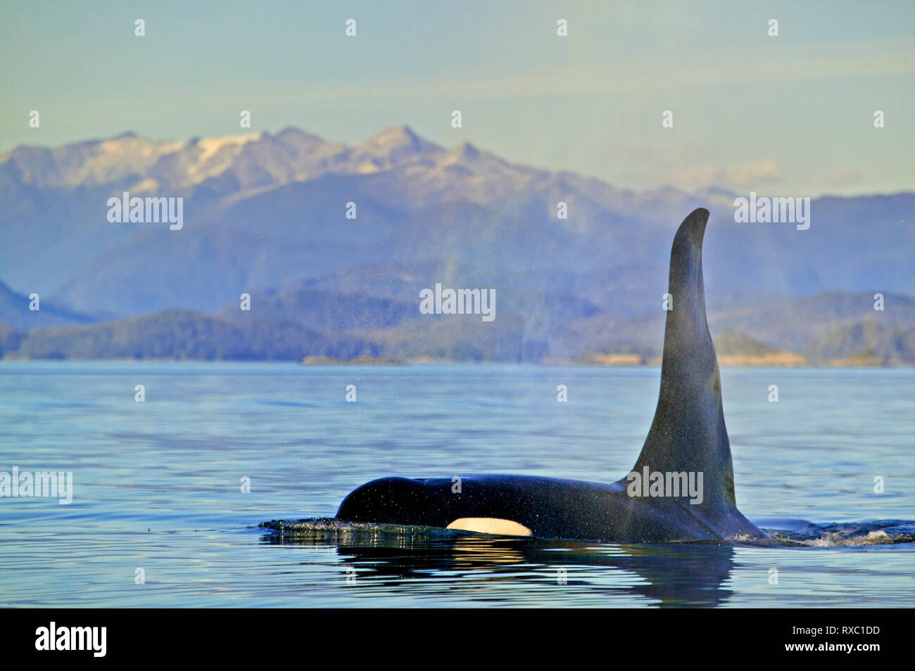 Las orcas, Orcinus orca, la isla de Vancouver, British Columbia, Canadá Foto de stock