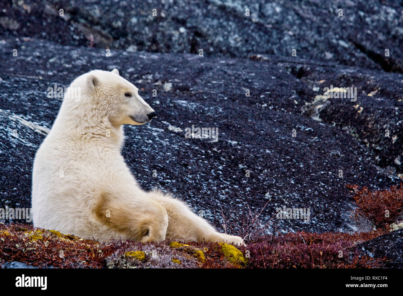El oso polar, el Ursus maritimus, en el área de gestión de la Vida Silvestre de Churchill, la Bahía de Hudson, Churchill, Manitoba, Canadá. Foto de stock