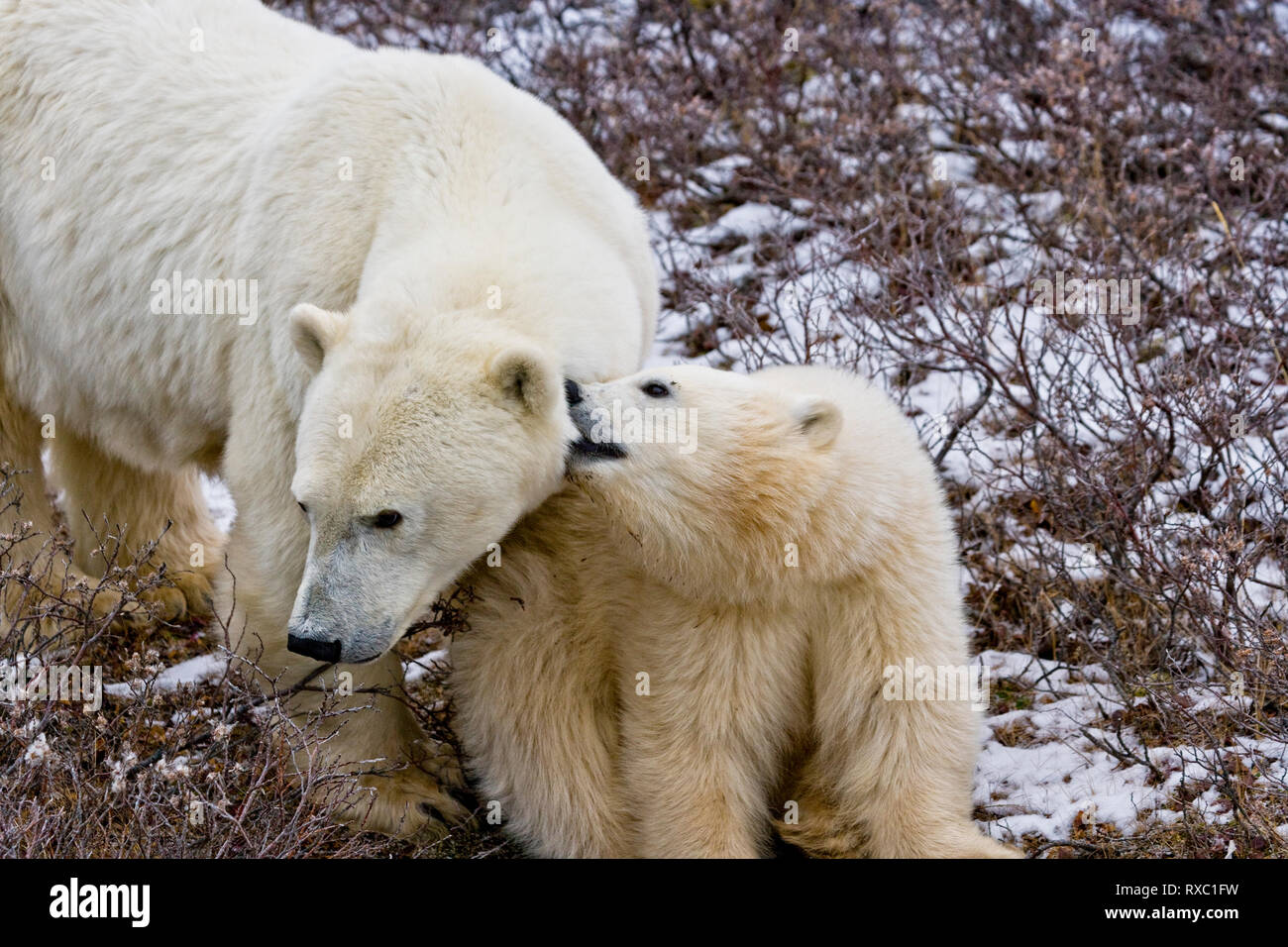 El oso polar, el Ursus maritimus, SOW y cub en el área de gestión de la Vida Silvestre de Churchill, la Bahía de Hudson, Churchill, Manitoba, Canadá. Foto de stock