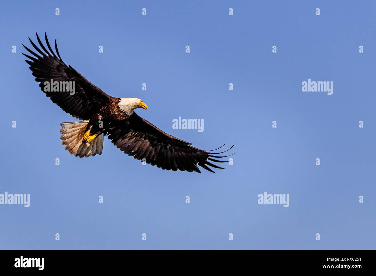 El águila calva volando en un hermoso día de primavera sobre el archipiélago Broughton, Territorio de las Primeras Naciones, British Columbia, Canadá. Foto de stock
