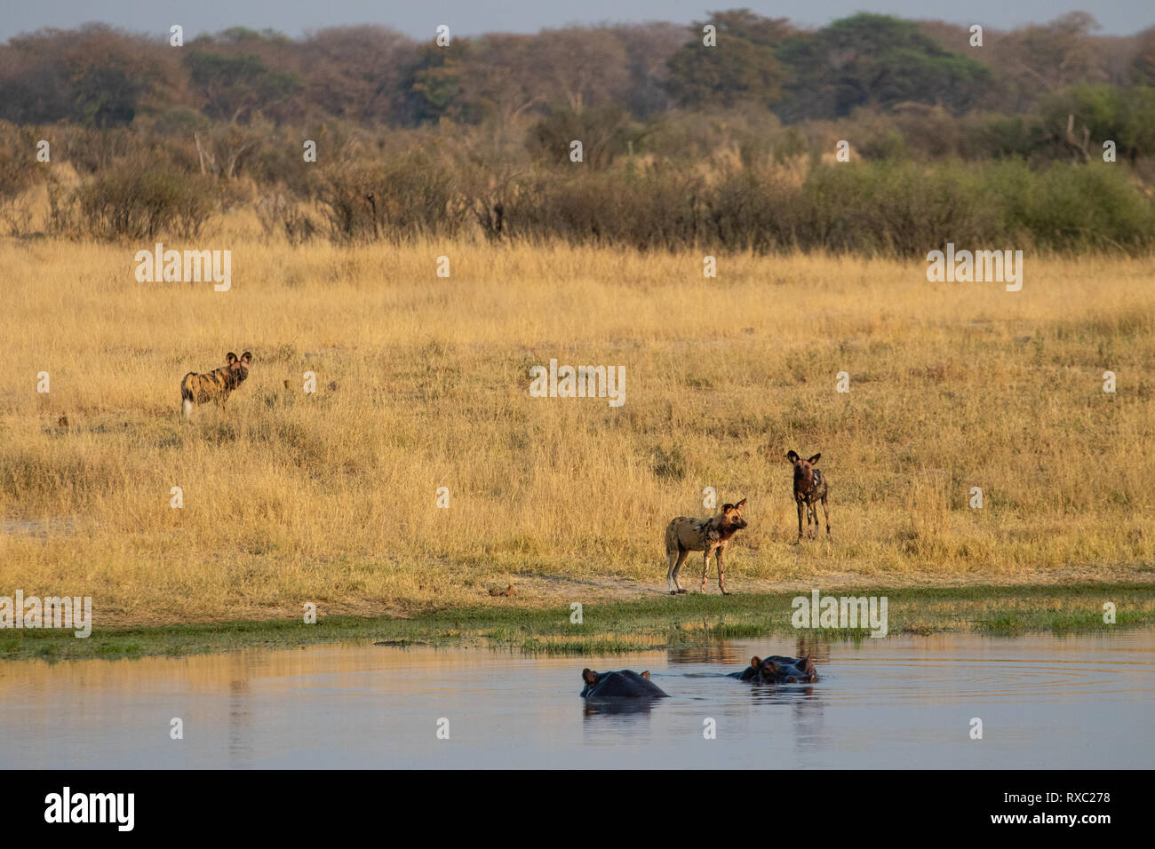 Un pequeño paquete de 3 perros salvajes bebiendo y analizando algunos hipopótamos después de una exitosa cacería en el Parque Nacional de Hwange, Zimbabwe Foto de stock