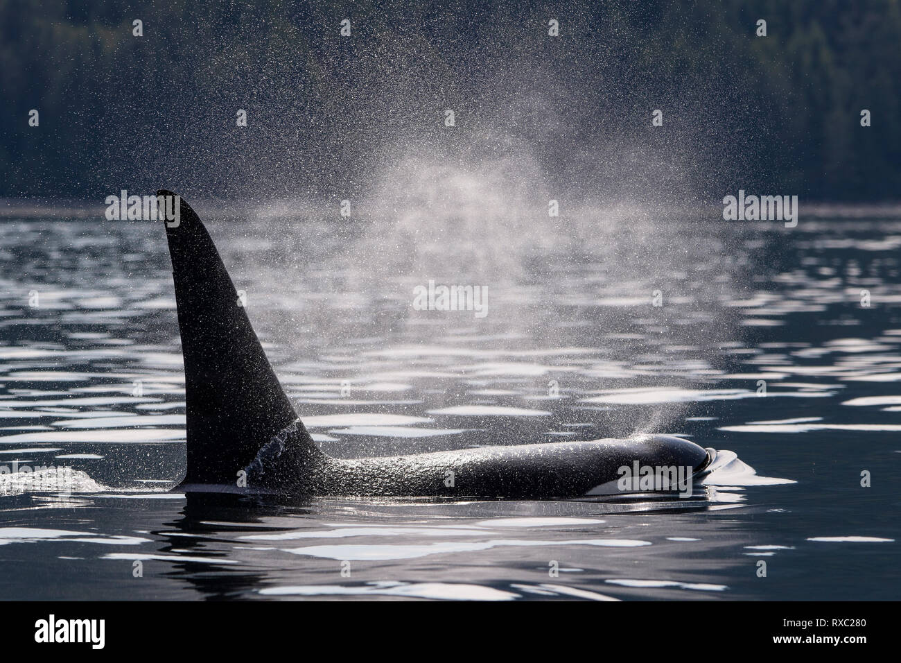Residente del norte Killer whale chorreando cerca de la isla de Vancouver, en una tranquila y apacible estrecho Johnstone, Territorio de las Primeras Naciones, en el norte de la isla de Vancouver, British Columbia, Canadá Foto de stock