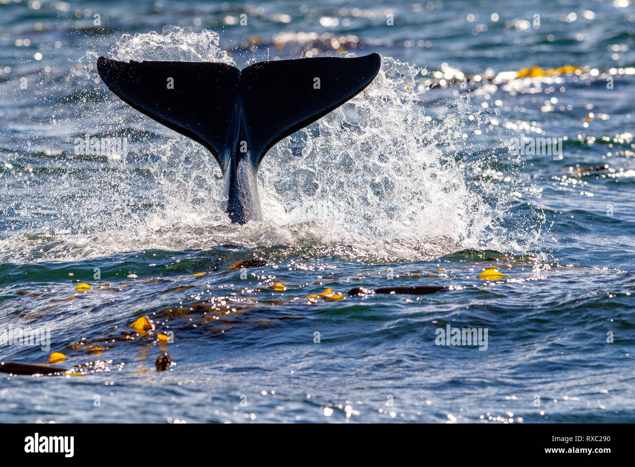 Killer whale spalshing residente del norte con fluke cerca Lizard Point, Malcolm Island, La Isla de Vancouver, British Columbia, Canadá Foto de stock