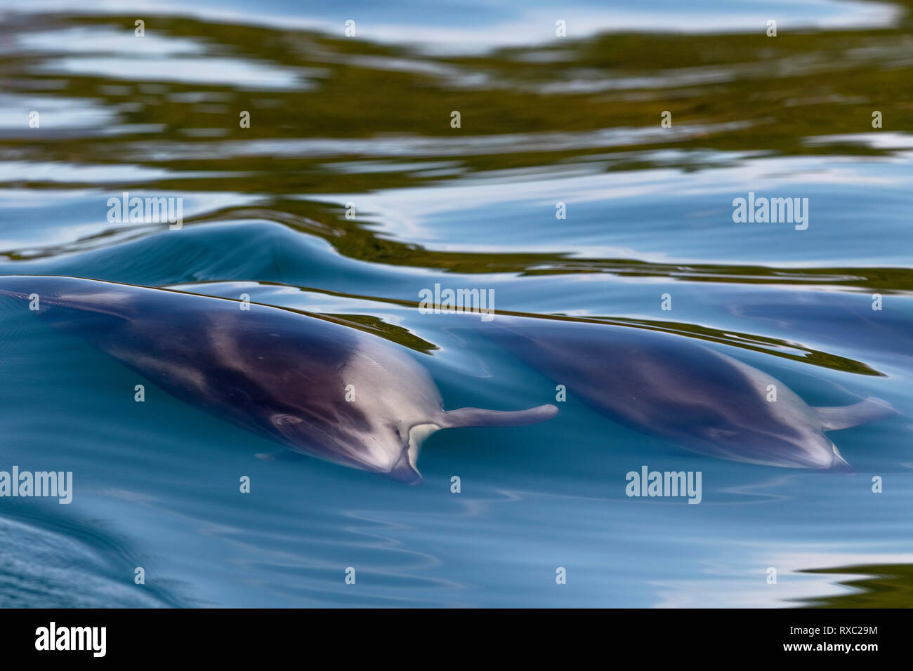 Delfín de lado blanco del Pacífico (Lagenorhynchus obliquidens) que compite por debajo de la superficie a lo largo de la costa de la selva tropical de Great Bear, Territorio de las primeras Naciones, Columbia Británica, Canadá. Foto de stock