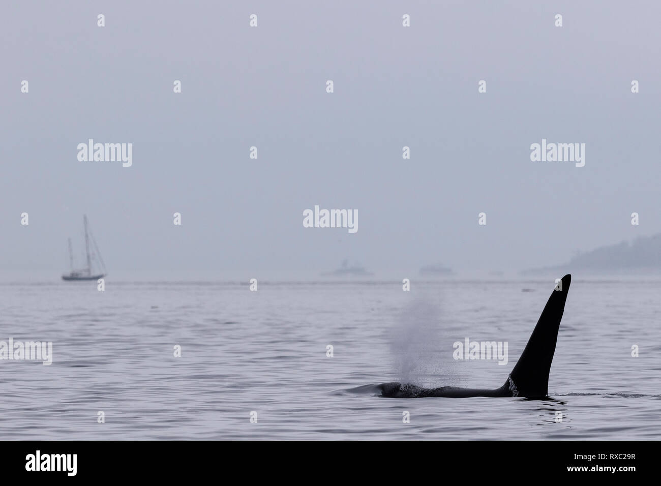 Tranquila escena de niebla con una orca macho residente en el norte (ballena asesina, Orcinus orca) y un velero en Blackfish Sound, Territorio de las primeras Naciones, Columbia Británica, Canadá. Foto de stock