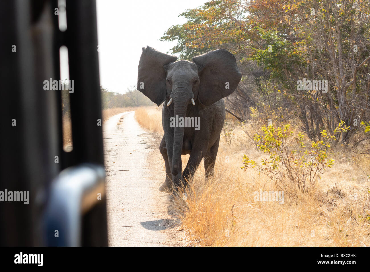 Un simulacro de cargo por un elefante en el Parque Nacional de Hwange, Zimbabwe Foto de stock