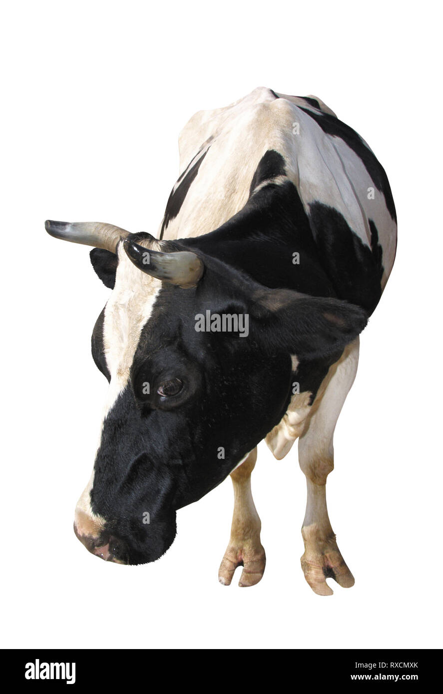 Animales de granja: vacas Holstein aislado sobre fondo blanco. Foto de stock