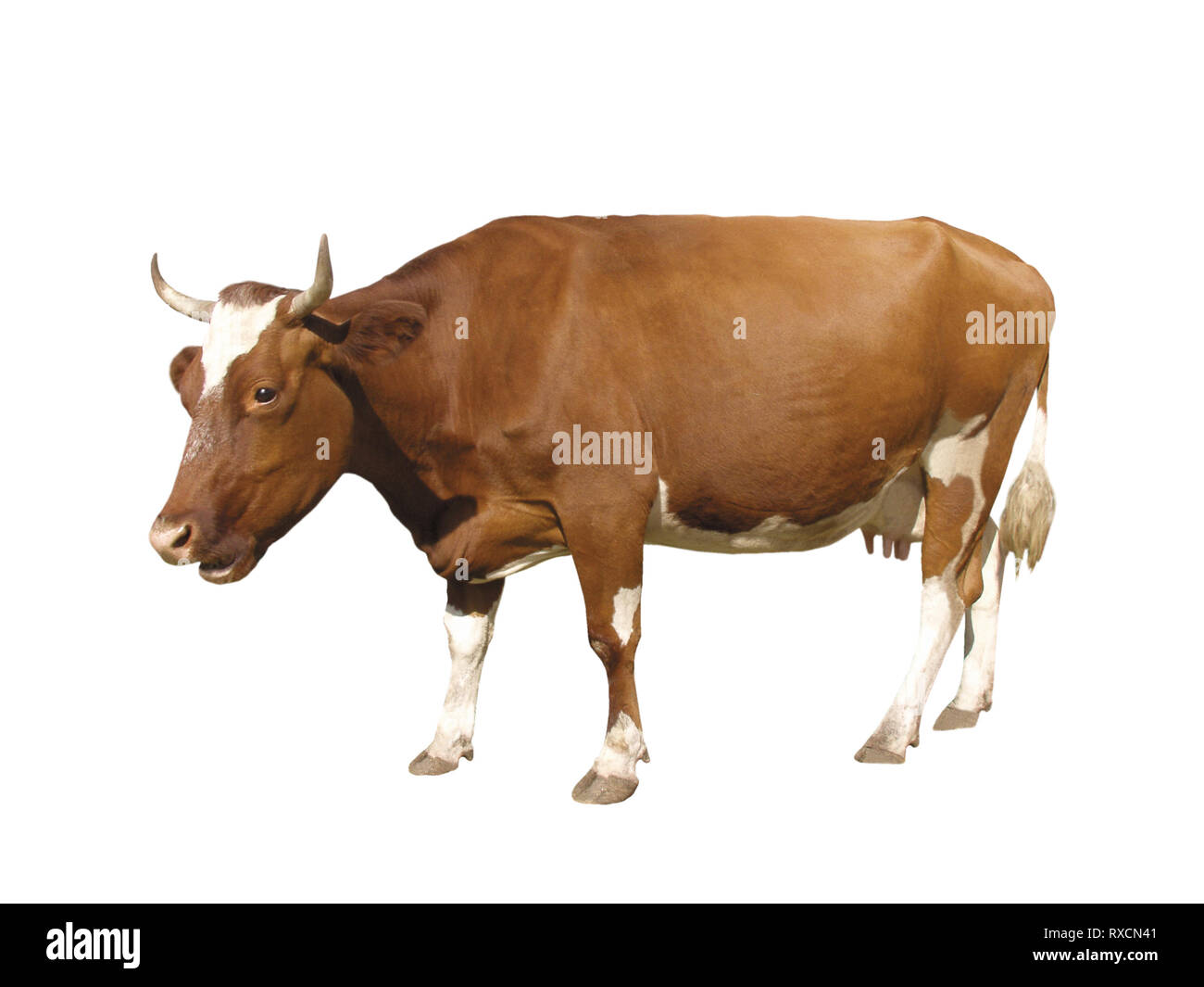 Los animales de granja - Vaca aislado sobre fondo blanco. Foto de stock