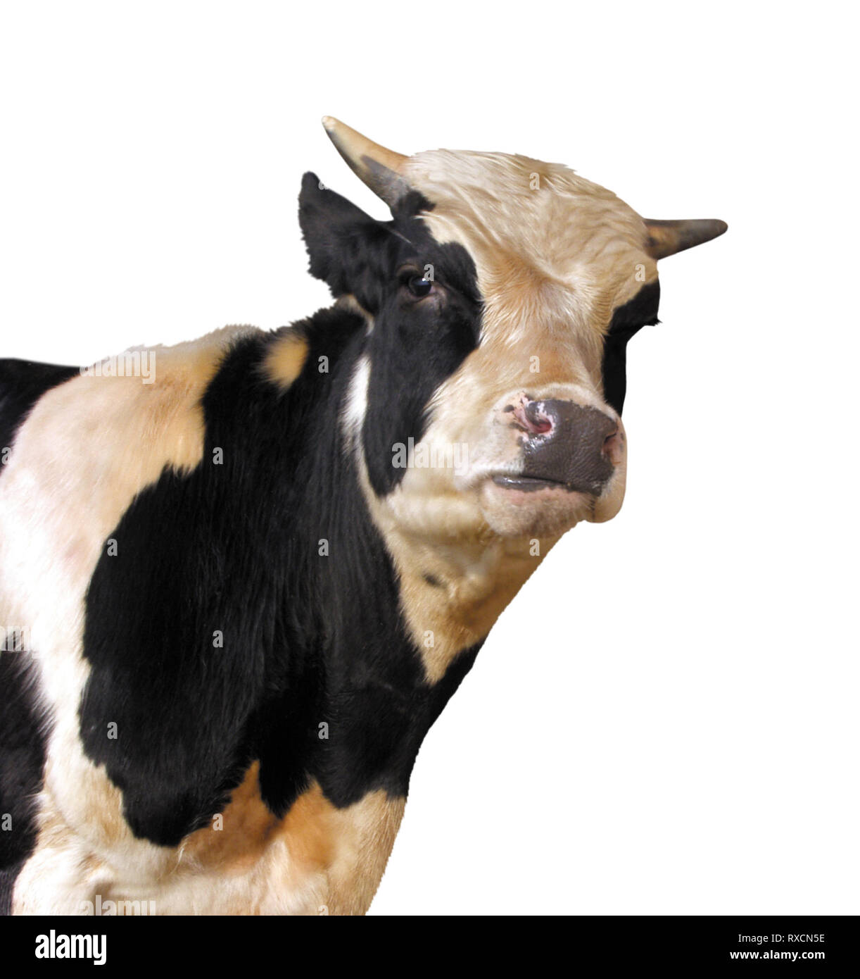 Animales de granja: vacas Holstein aislado sobre fondo blanco. Foto de stock