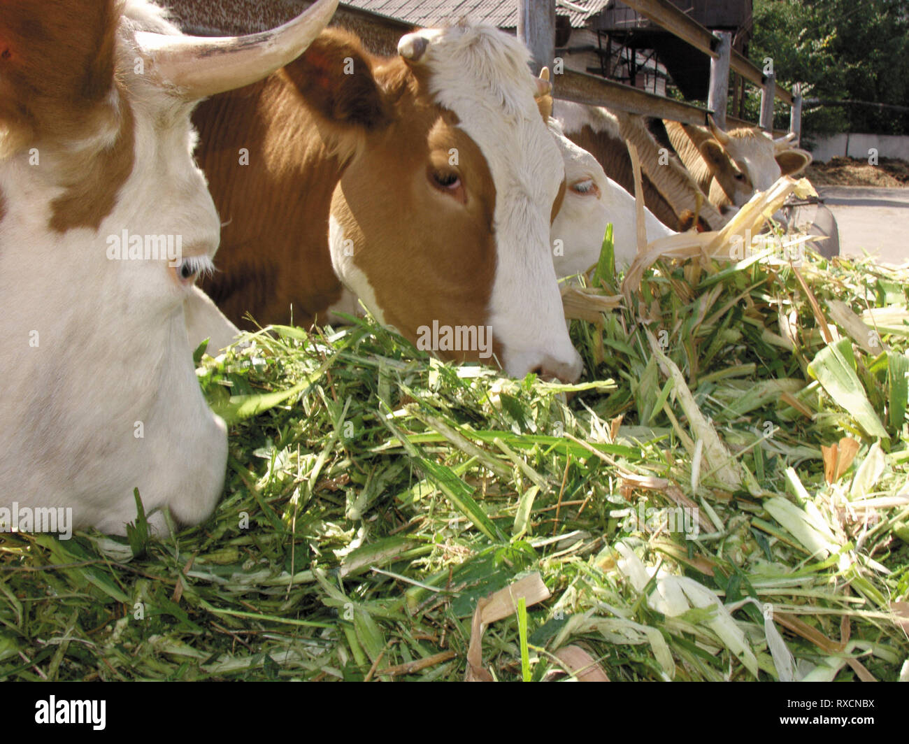 Los animales de la granja, las vacas comen hierba Foto de stock