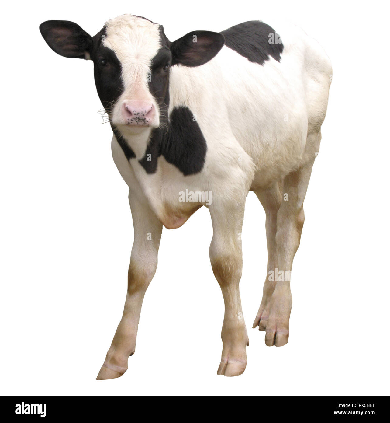 Los animales de granja vaca ternero aislado sobre fondo blanco