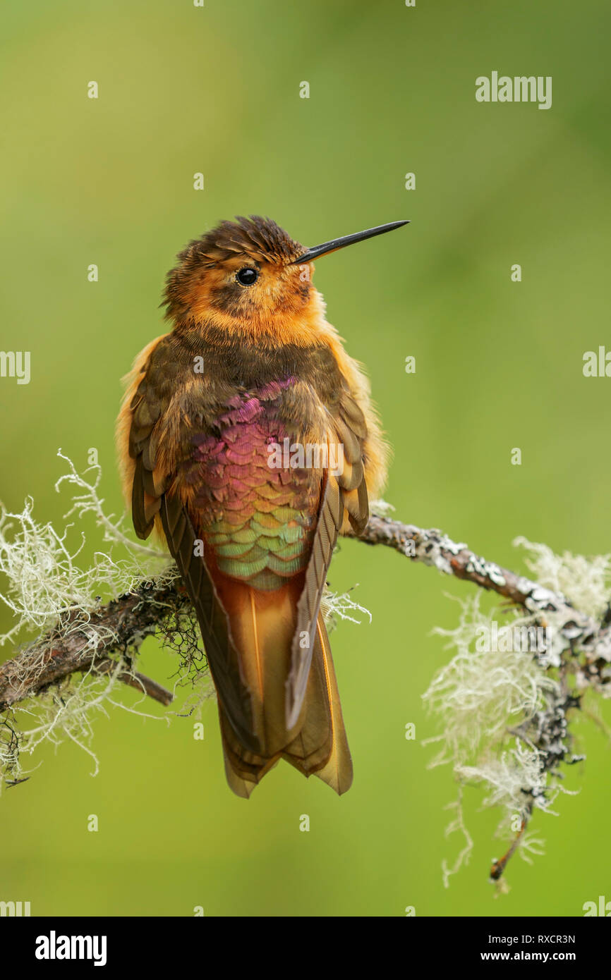 Shining sunbeam (Aglaeactis cupripennis) posado en una rama en la cordillera de Los Andes de Colombia. Foto de stock