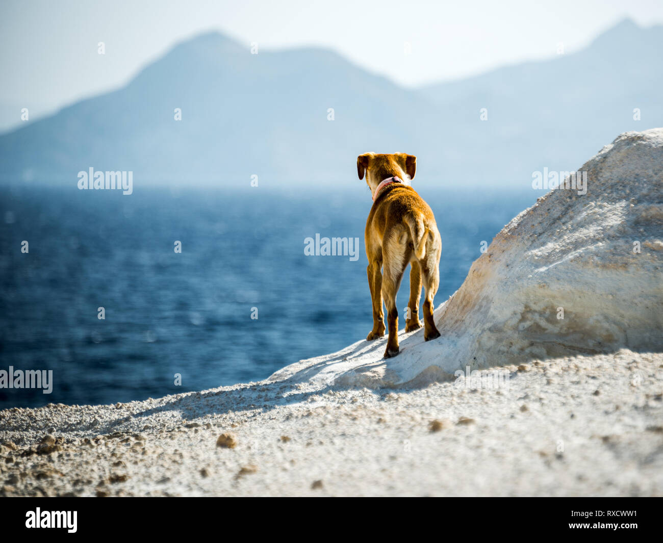 Perro con wanderlust en una isla griega Foto de stock