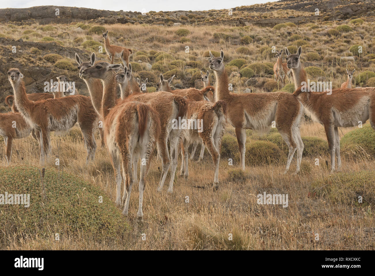 Guanacos salvajes del Parque Nacional en la Patagonia, Aysén, Patagonia, Chile Foto de stock