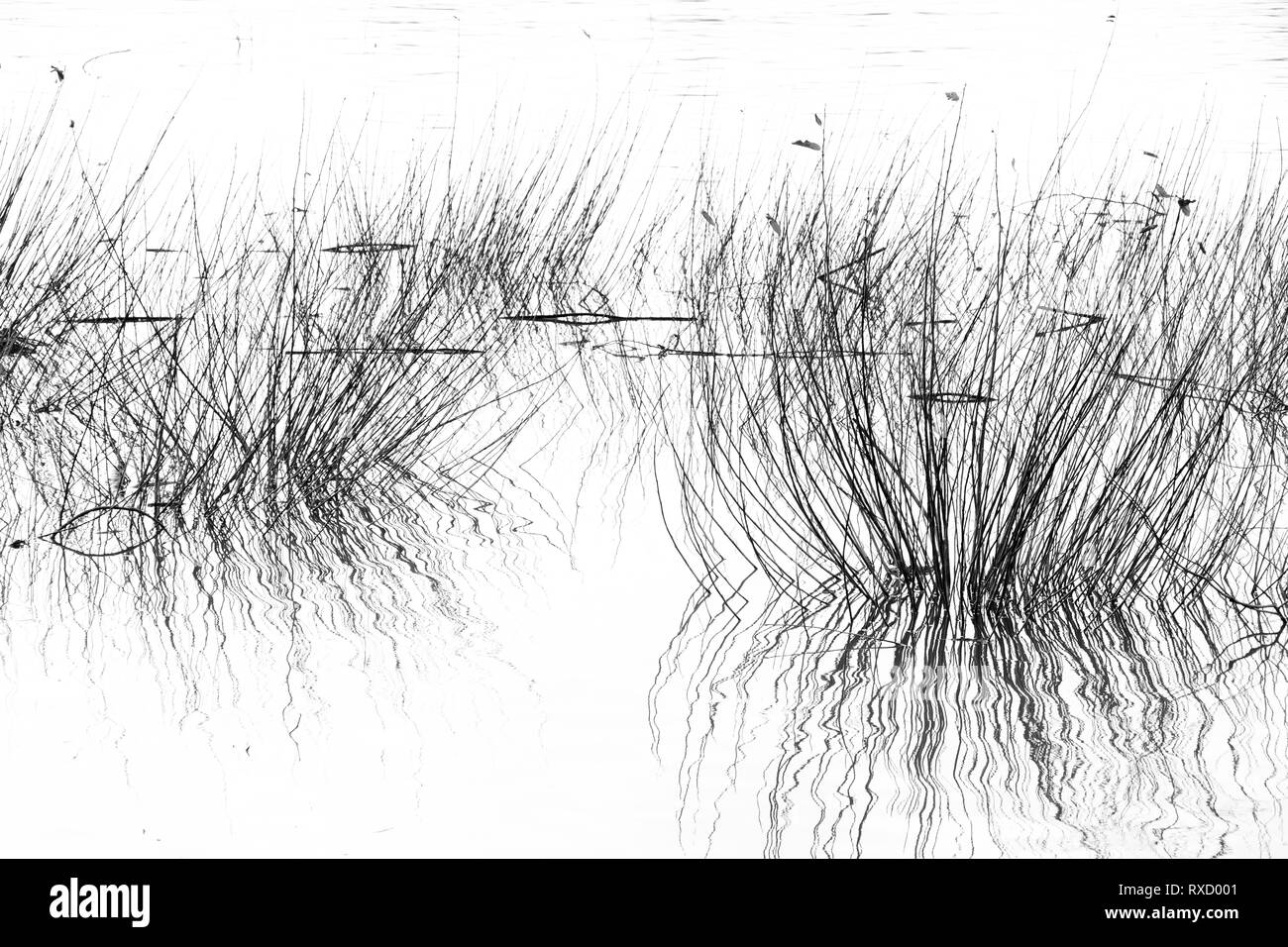 Hierba seca en el río de la silueta, detalle de reed en el estanque en blanco y negro de alto contraste Foto de stock