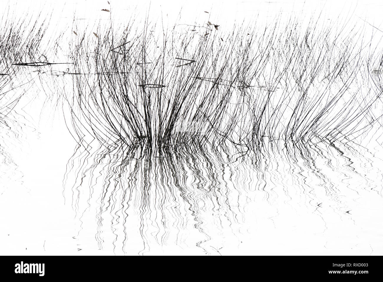 Hierba seca en el río de la silueta, detalle de reed en el estanque en blanco y negro de alto contraste Foto de stock