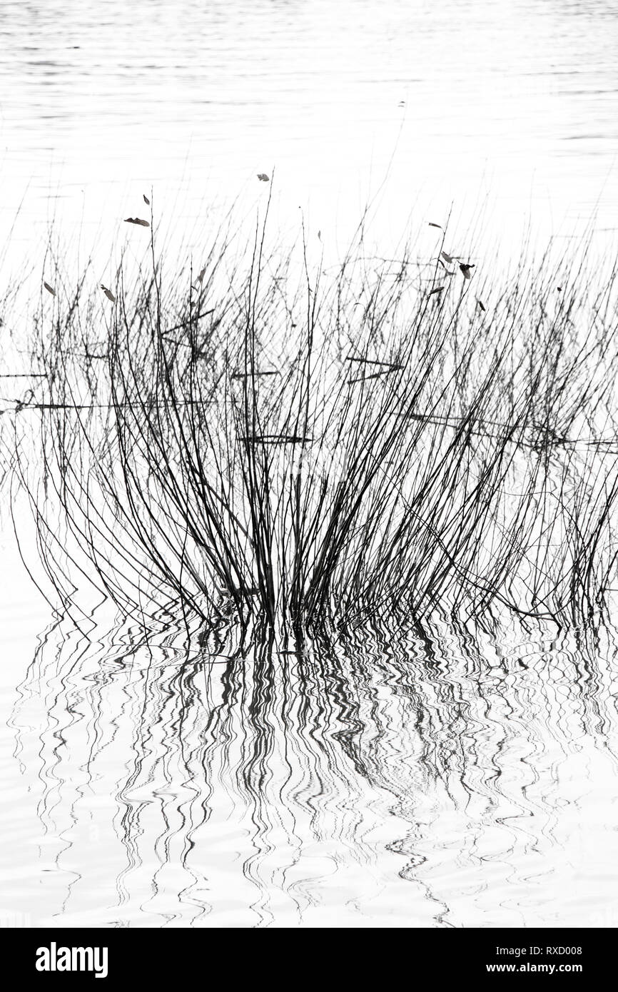 Hierba seca en el río de la silueta, detalle de reed en el estanque en blanco y negro de alto contraste Foto de stock