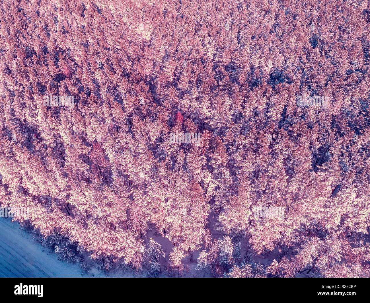 Vista aérea del bosque de pinos cubiertos de nieve de invierno Foto de stock