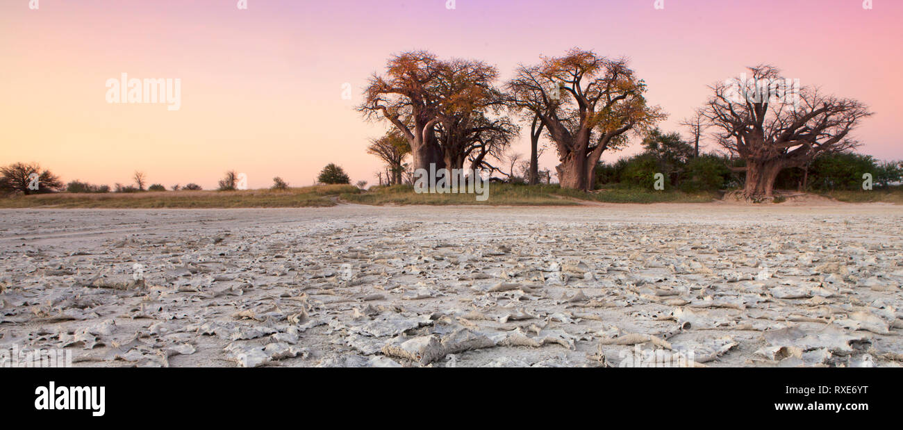 El Baines Baobabs en el Parque Nacional de Nxai Pan, Botswana. Foto de stock