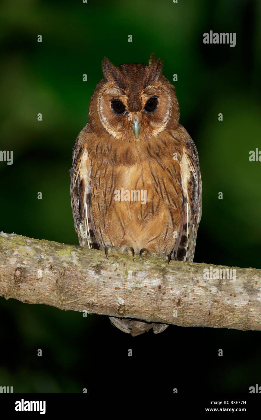 Búho de Jamaica (Pseudoscops grammicus) posado en una rama en Jamaica en el Caribe. Foto de stock