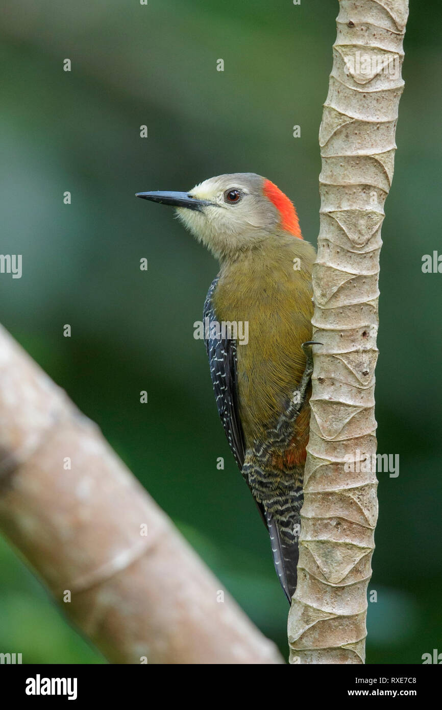 Jamaican Woodpecker (Melanerpes radiolatus) posado en una rama en Jamaica en el Caribe. Foto de stock