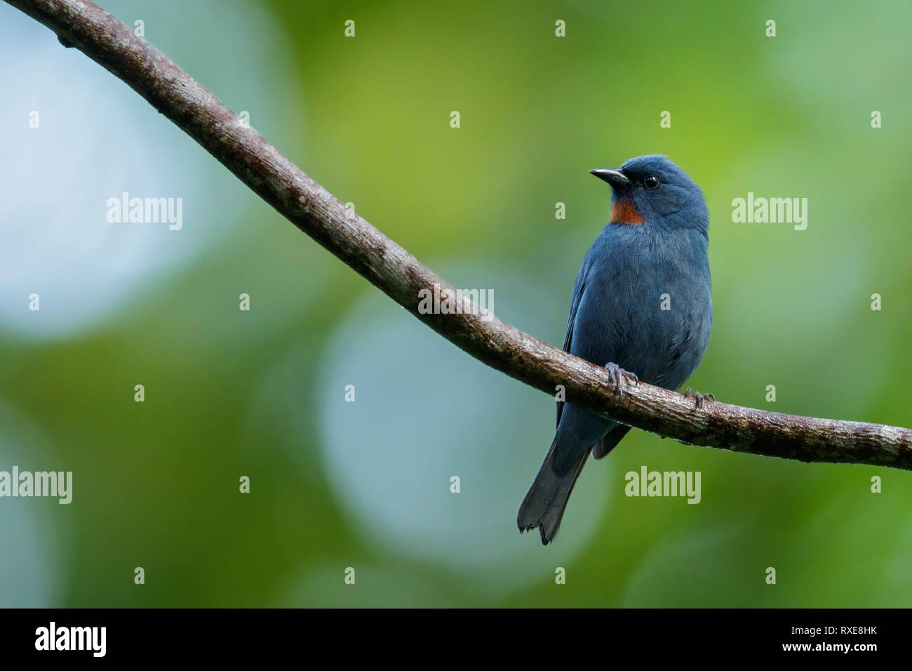 (Euneornis Orangequit campestris) posado en una rama en Jamaica en el Caribe. Foto de stock