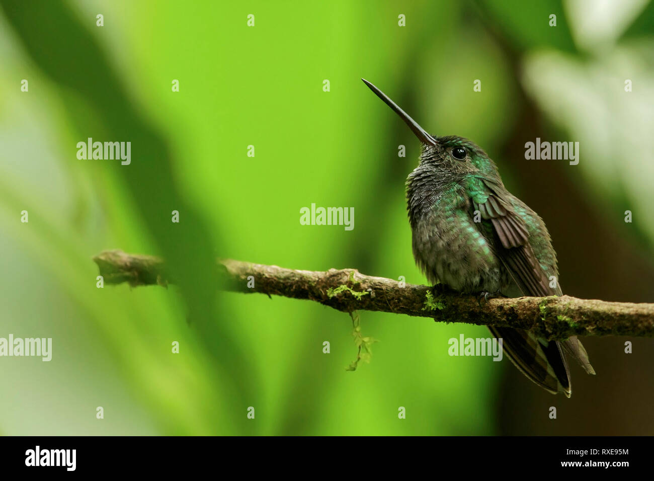 Picaflor de los andes fotografías e imágenes de alta resolución - Alamy