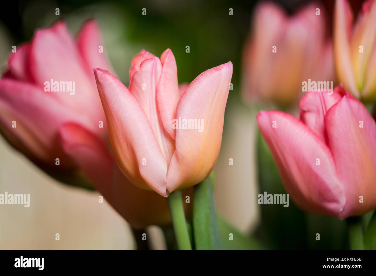 En rosarot Tulpenstrauß Tulpen, Foto de stock