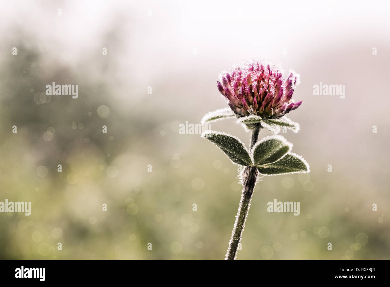 Kleeblume Einsame im Hintergrund Frost mit weichem burbuja Foto de stock