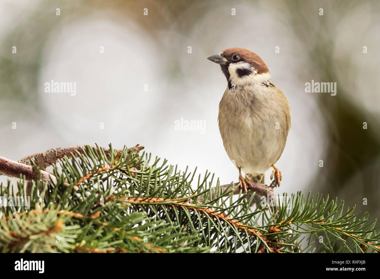 Feldsperling auf einem Tannenzweig Ast Foto de stock