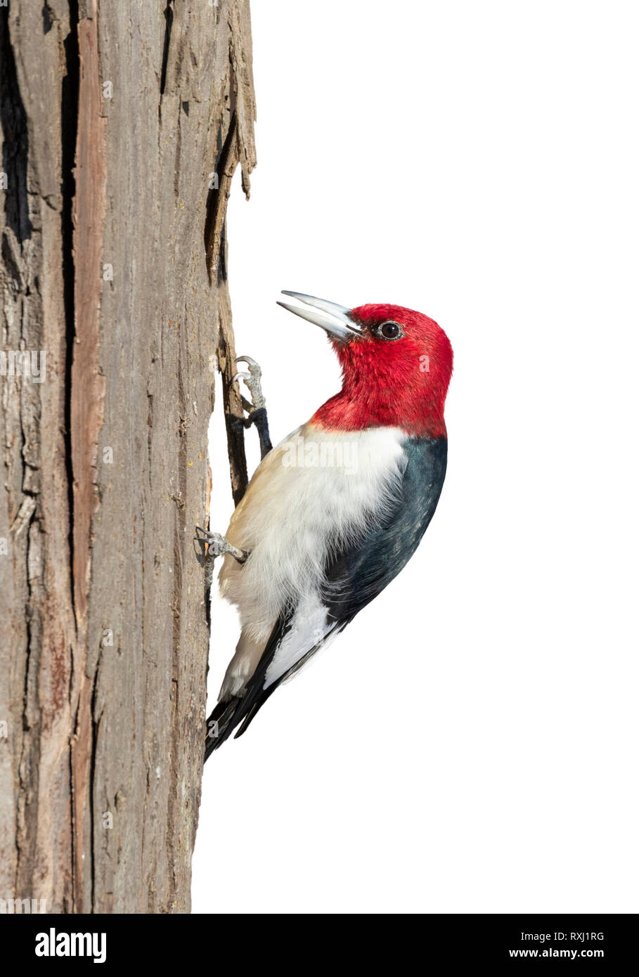 Pájaro carpintero de cabeza roja (Melanerpes erythrocephalus) adulto aislado sobre fondo blanco, el trazado de recorte adjunto. Foto de stock