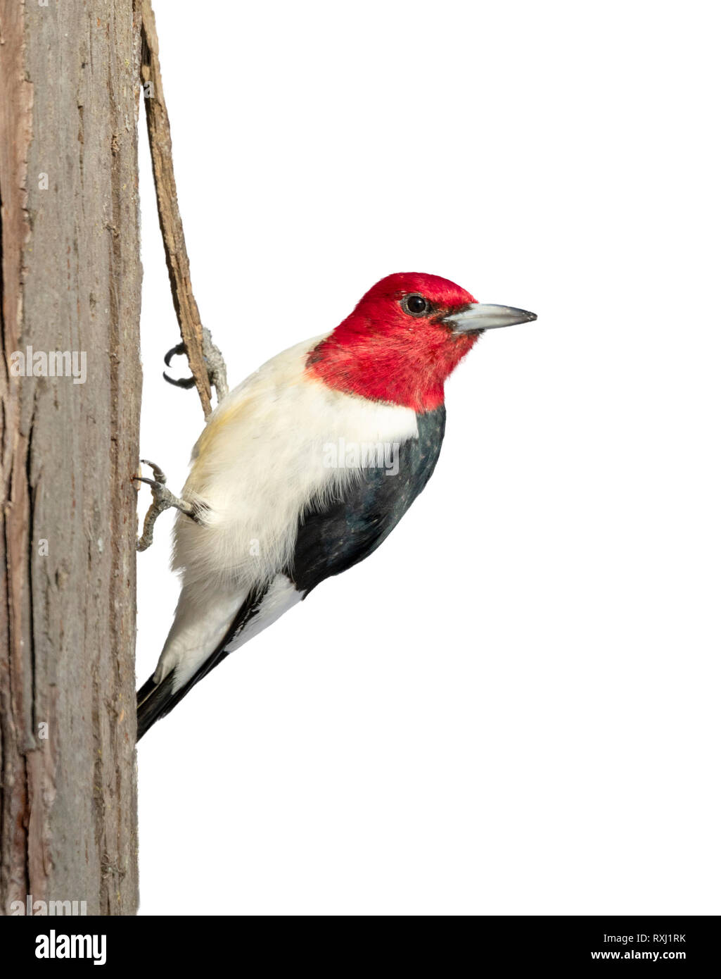 Pájaro carpintero de cabeza roja (Melanerpes erythrocephalus) adulto aislado sobre fondo blanco, el trazado de recorte adjunto. Foto de stock