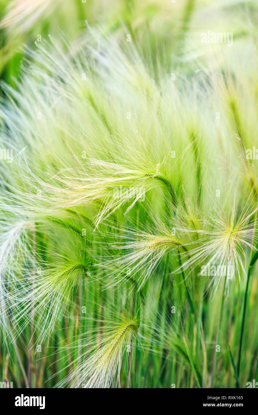 Foxtail, cebada (Hordeum jubatum), también conocido como hierba Foxtail, Manitoba, Canadá Foto de stock