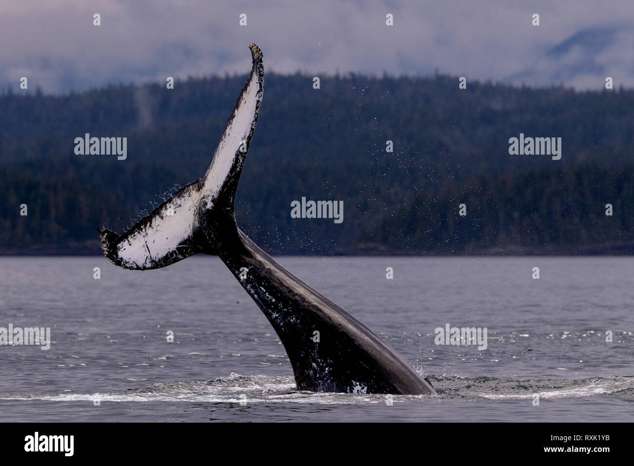 Cola de ballena jorobada bofetadas cerca del archipiélago Broughton, Great Bear Rainforest, Territorio de las Primeras Naciones, British Columbia, Canadá. Foto de stock