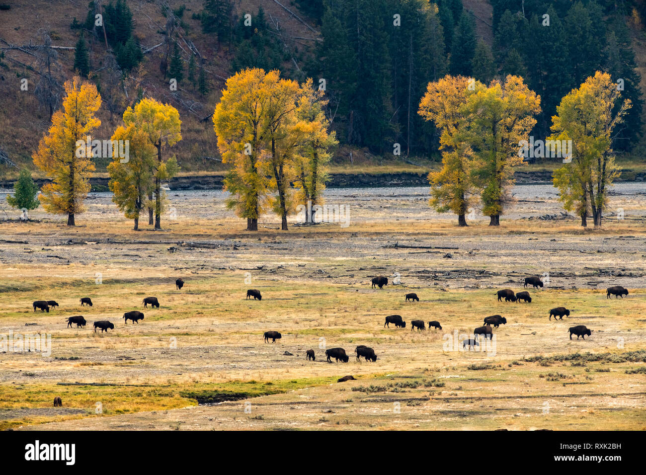 Bisontes (búfalos) roaming el Parque Nacional Yellowstone, Wyoming, EE.UU. Foto de stock