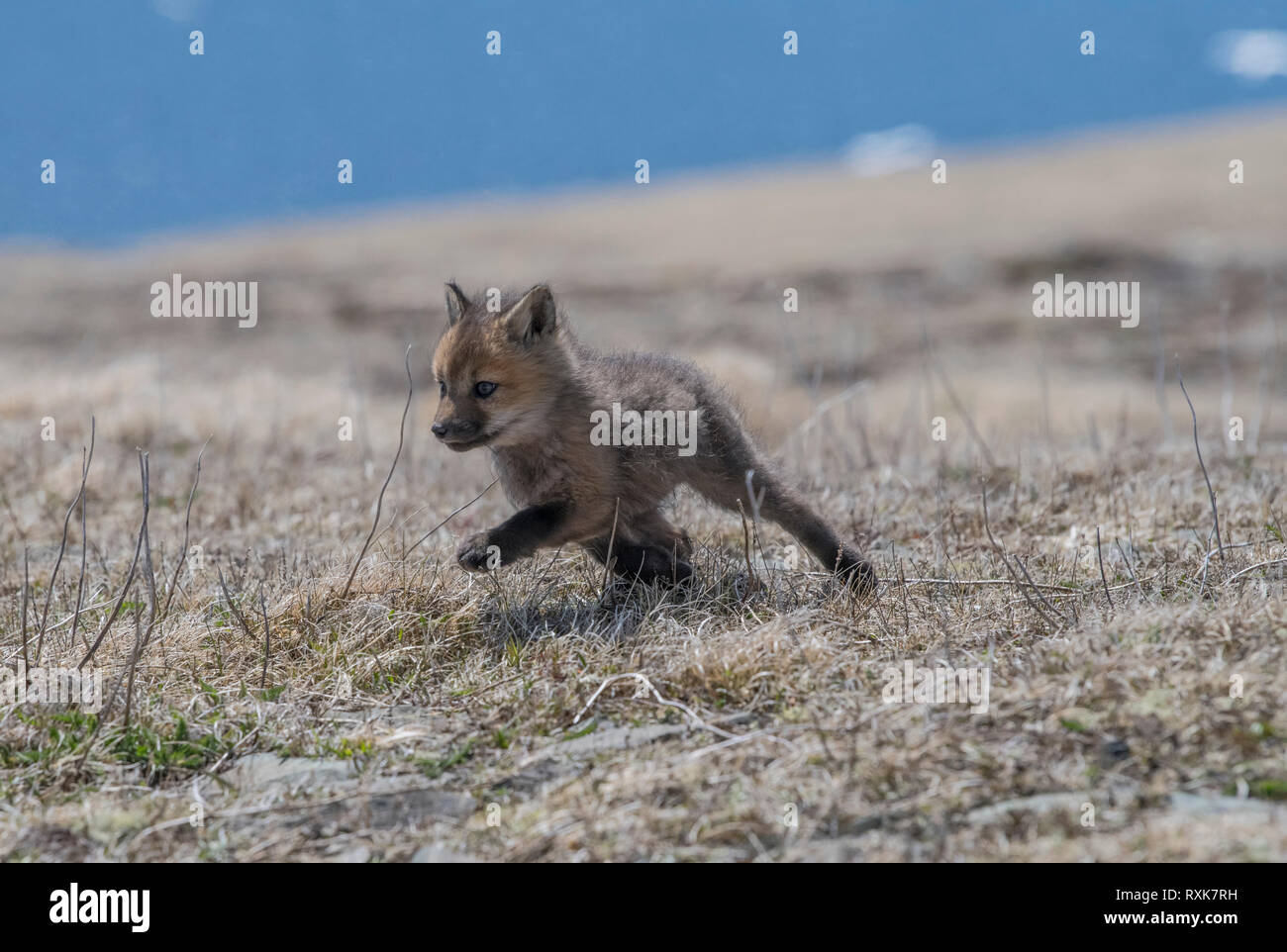 Kits de Red Fox corriendo libremente en terrenos cercanos a su guarida, el Cabo de Santa María (Terranova) Foto de stock
