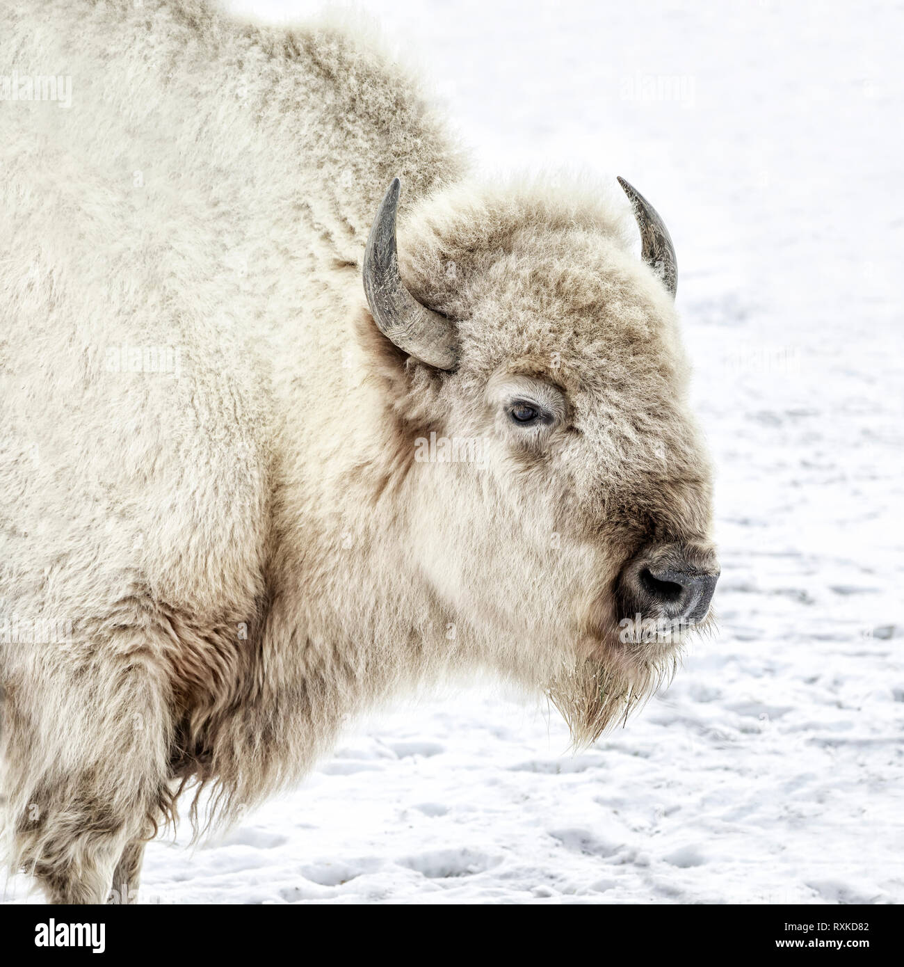 Bisonte Blanco sagrado, o de búfalo, Bison bison bison, Manitoba, Canadá Foto de stock