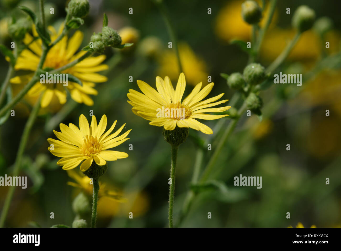 Falso Goldenaster Foto de stock