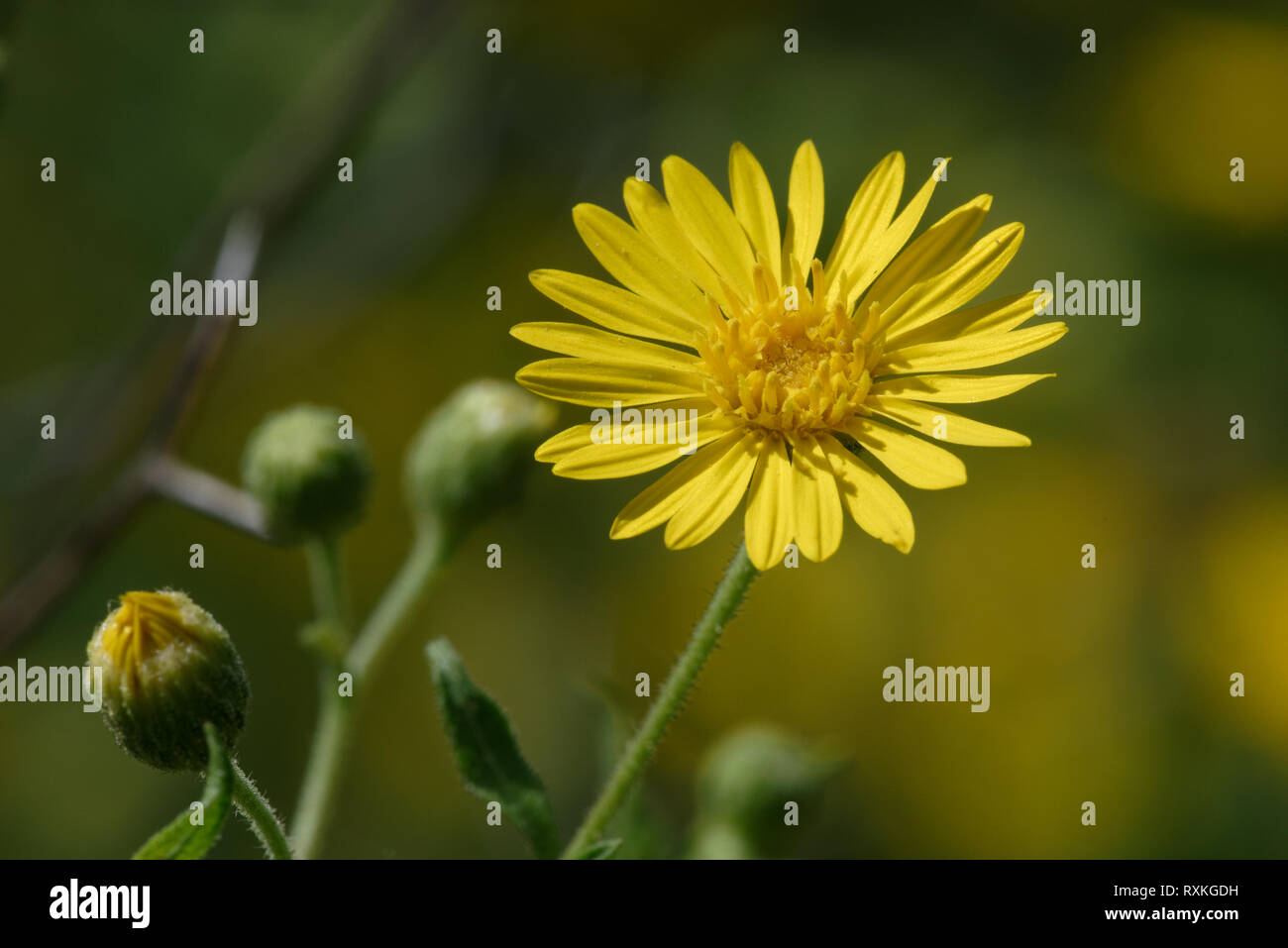 Falso Goldenaster Foto de stock