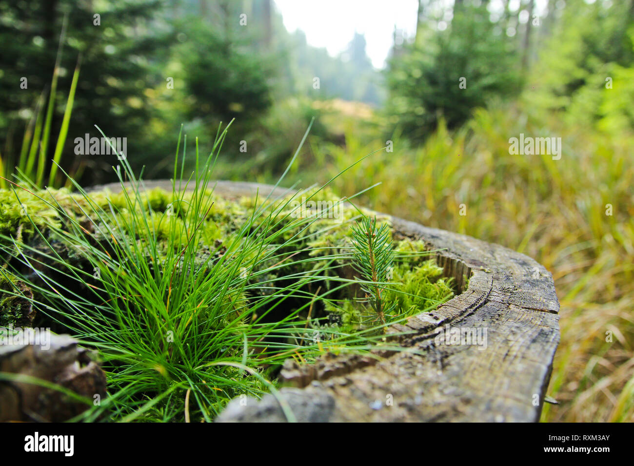Bosque de boubin fotografías e imágenes de alta resolución Alamy