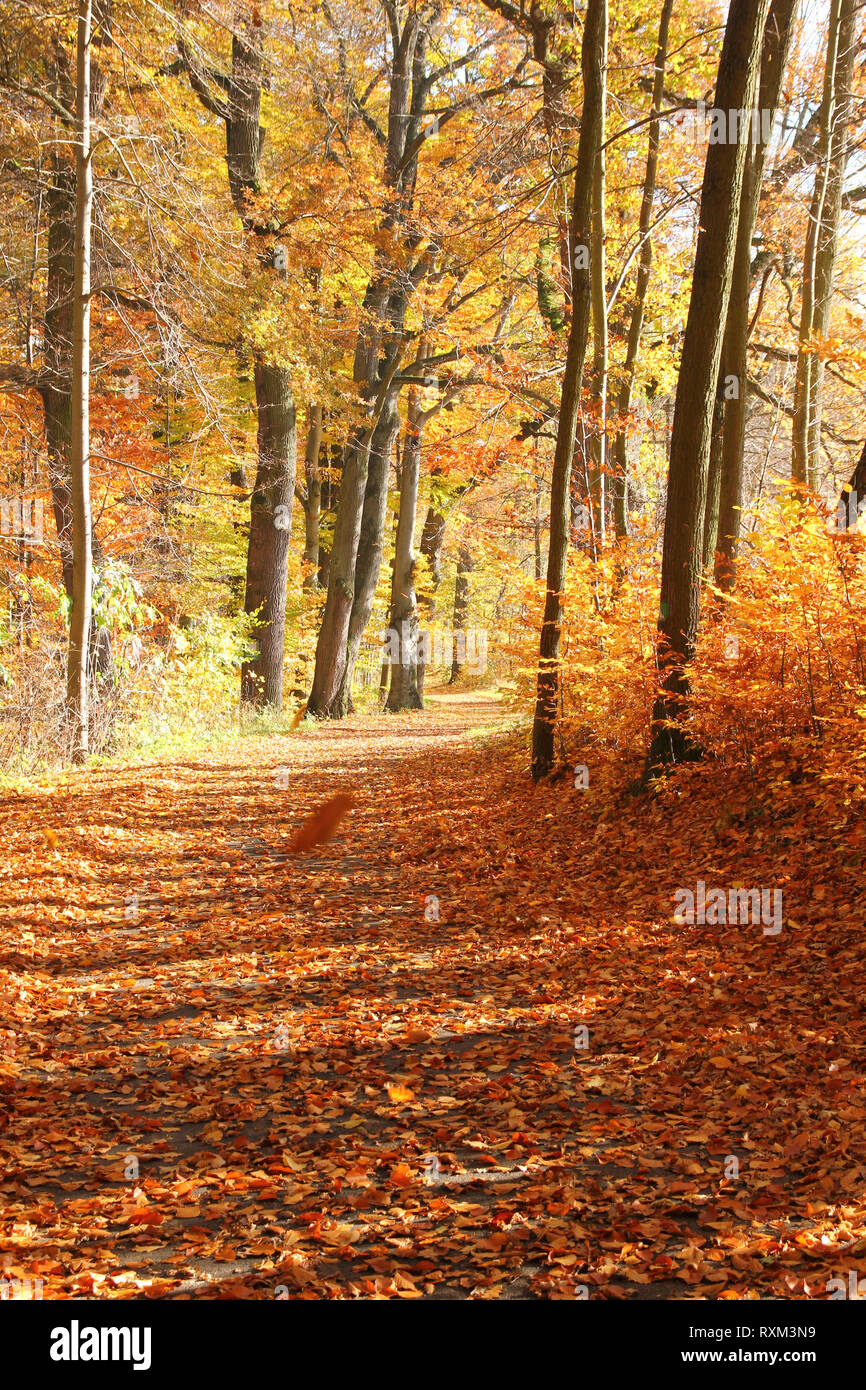 Las bonitas vistas desde el otoño de la naturaleza con sus coloridos  árboles y una atmósfera tranquila Fotografía de stock - Alamy