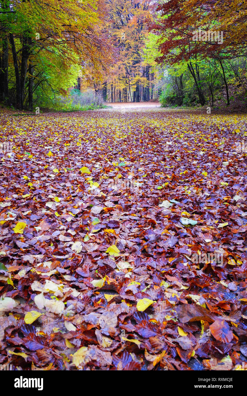 Tapiz de pared de otoño, bosque de otoño cubierto con hojas de  árbol de arce caducifolios secos románticos otoño temporada tapiz de pared, tapiz  decorativo para colgar en la pared para
