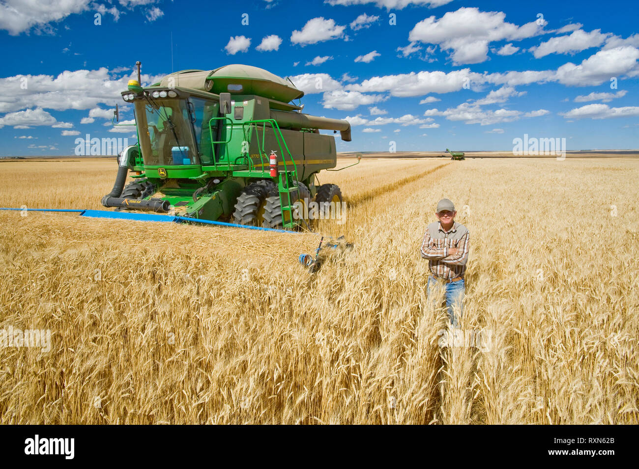 Agricultor delante de la cosechadora durante la cosecha de trigo duro, cerca Ponteix, Saskatchewan, Canadá Foto de stock