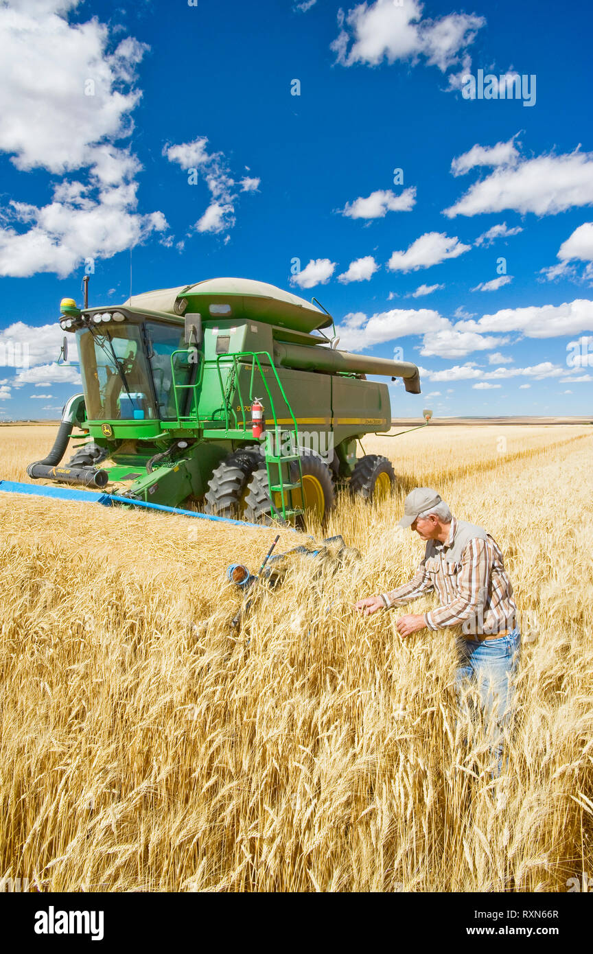 Granjero en frente de su cosechadora examina los cultivos durante la cosecha de trigo duro, cerca Ponteix, Saskatchewan, Canadá Foto de stock