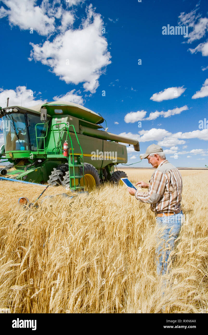 Agricultor usando una tableta en frente de su cosechadora durante la cosecha de trigo duro, cerca Ponteix, Saskatchewan, Canadá Foto de stock