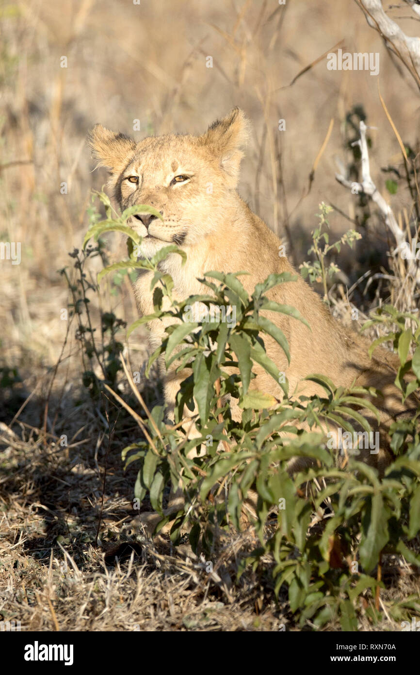 Cachorro de león en el Parque Nacional Chobe. Foto de stock