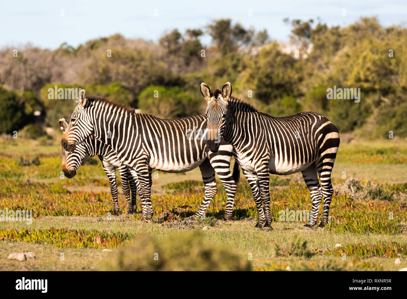 Montaña, zebra Equus zebra, en la reserva nacional de Hoop, Sudáfrica Foto de stock